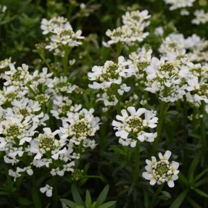 Iberis sempervirens 'Snowflake' ---